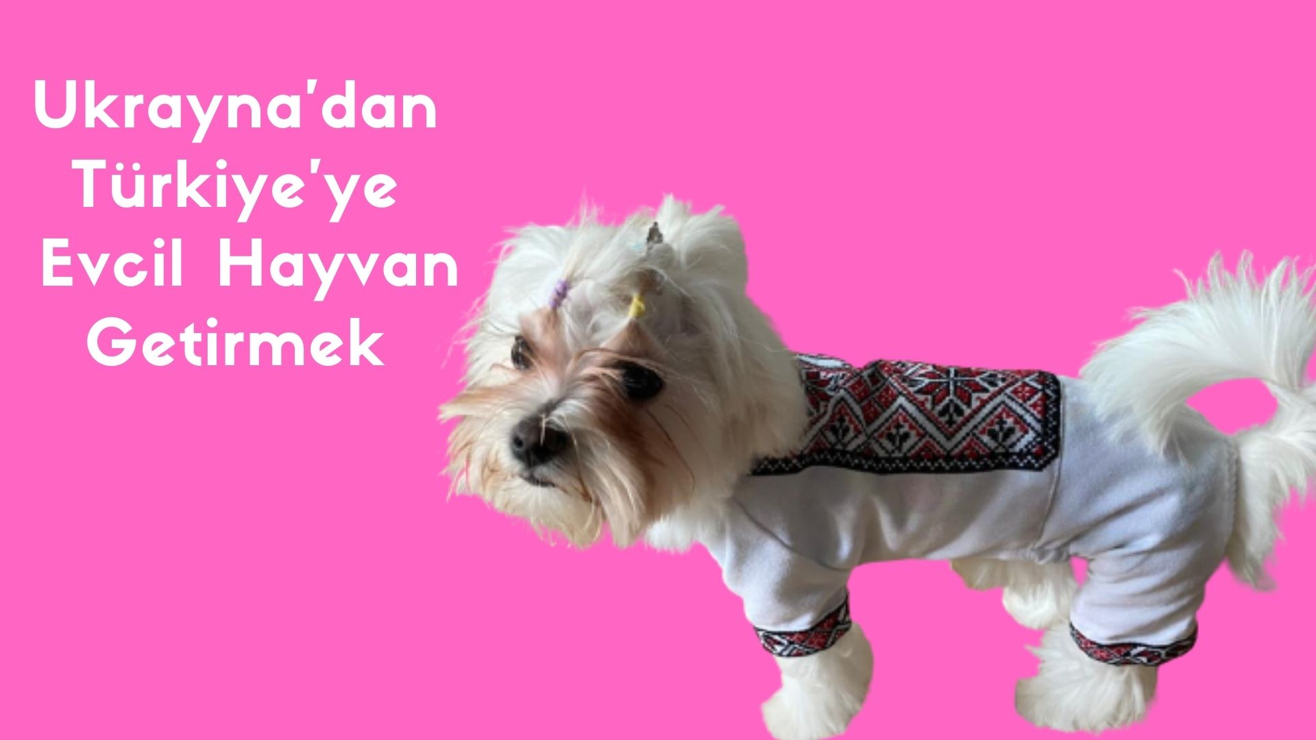 Ukrayna Dan Turkiye Ye Evcil Hayvan Nasil Goturulur Mert Kahya Ukrayna Dan Turkiye Ye Evcil Hayvan Nasil Goturulur Mert Kahya